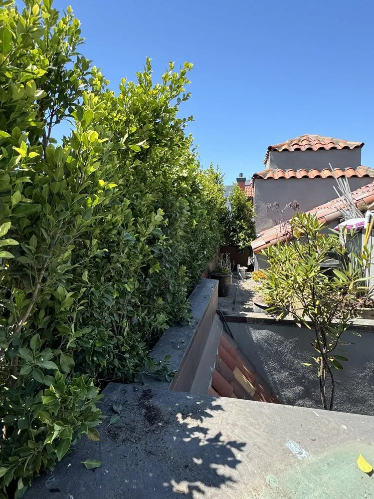 Custom yard maintenance in Santa Rosa, CA by Ancient Gardens