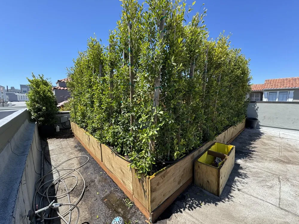 Reliable garden landscaping in Santa Rosa, CA by Ancient Gardens