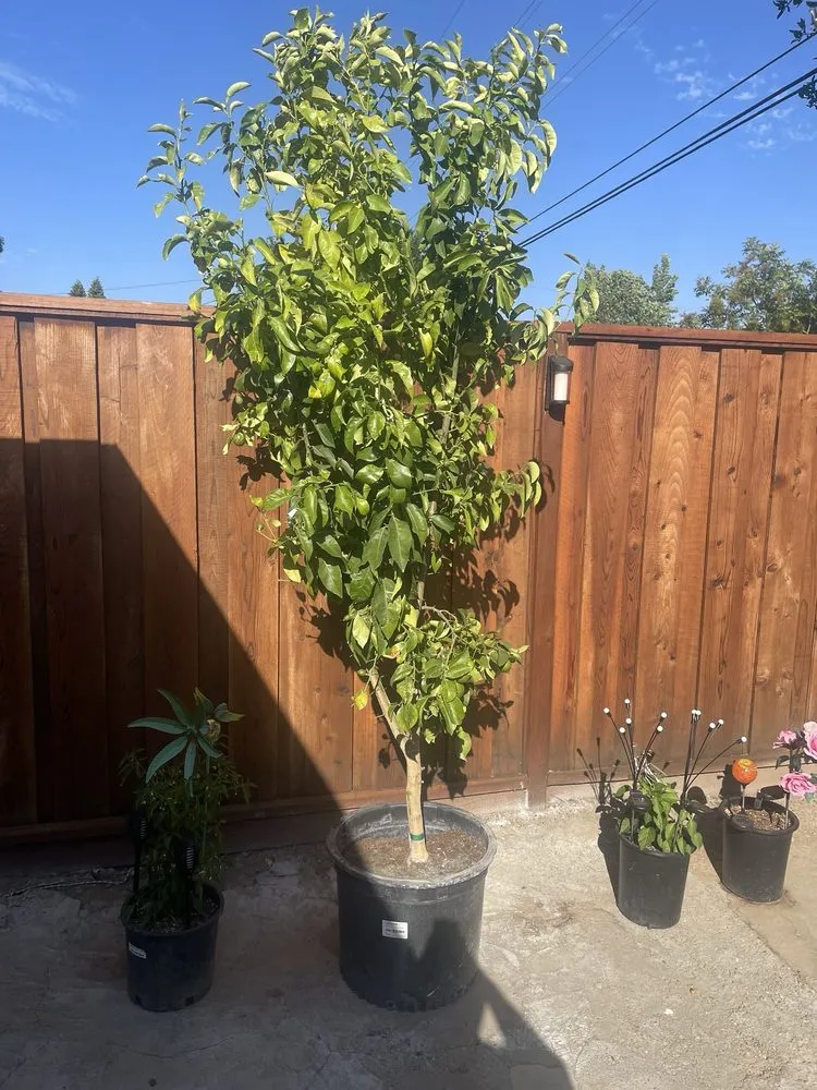 Custom lawn mowing service for beautiful yards in Santa Rosa, CA by Ancient Gardens