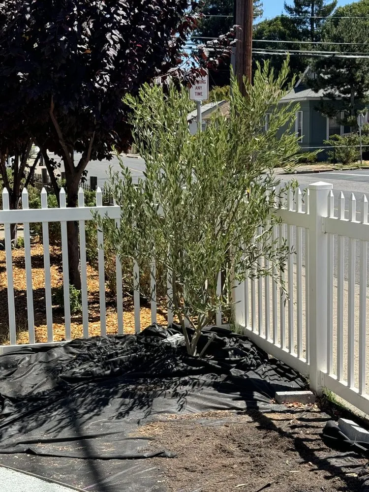 Local yard cleanup service in Santa Rosa, CA - Ancient Gardens