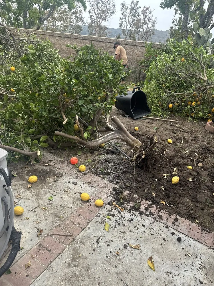 Top-rated residential landscaping in Tustin, CA - Ancira Landscaping