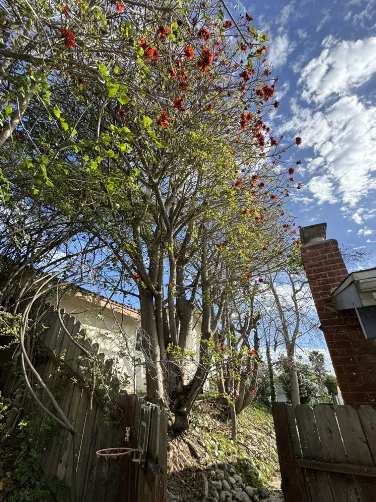 Reliable outdoor landscaping for residential properties in Tustin, CA by Ancira Landscaping