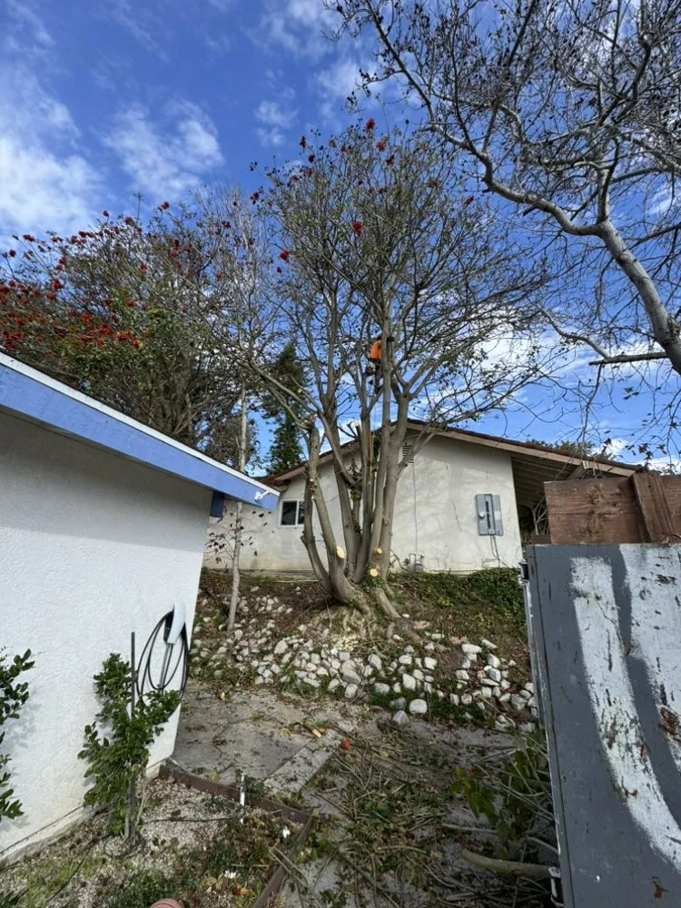 Affordable outdoor landscaping experts serving Tustin, CA - Ancira Landscaping