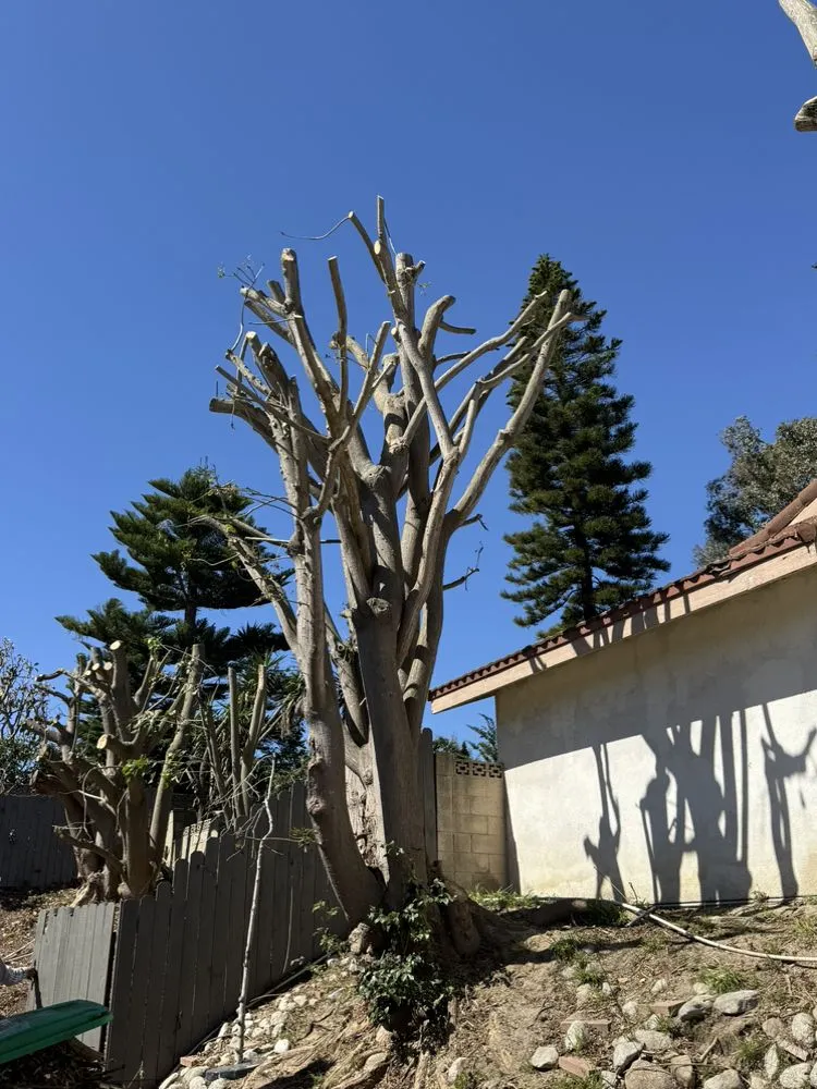 Top-rated residential landscaping experts serving Tustin, CA - Ancira Landscaping