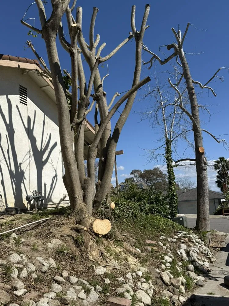 Trusted landscape design with custom design across Tustin, CA - Ancira Landscaping