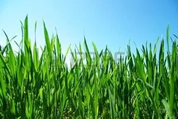 Expert lawn care service for year-round maintenance across Elkton, MD - Andersen Home Services