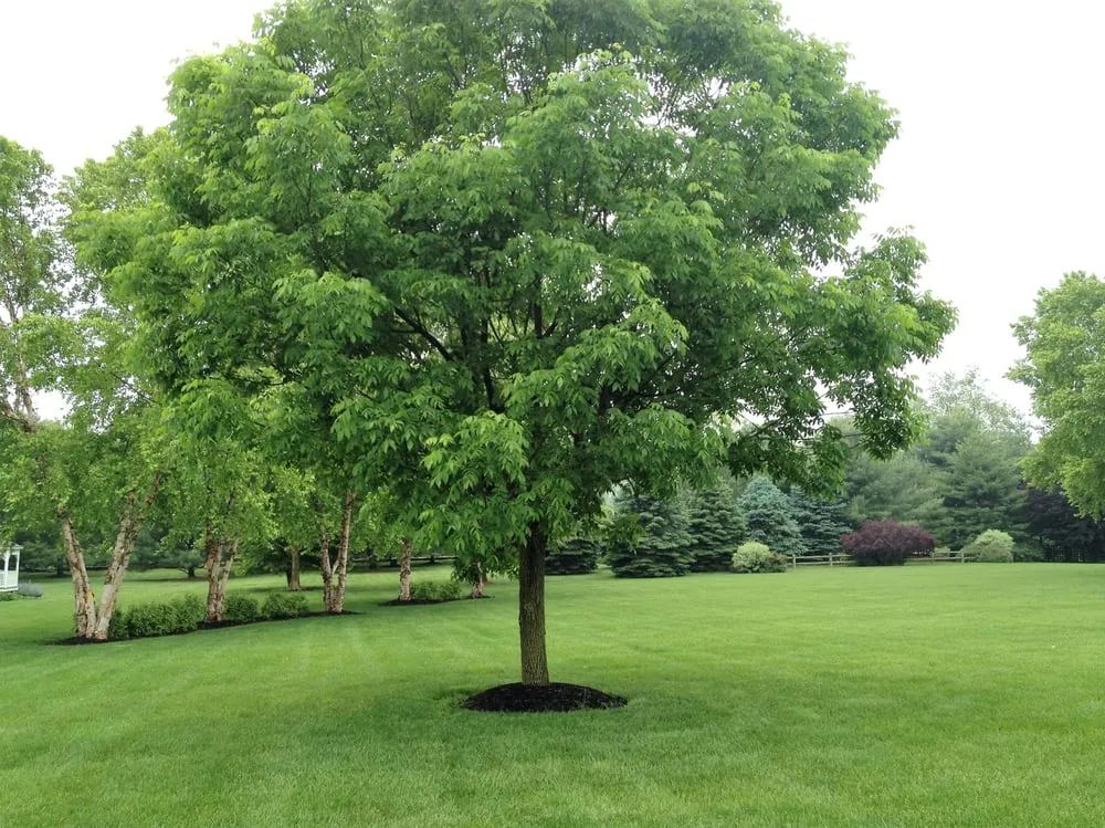 Custom yard cleanup service in Elkton, MD - Andersen Home Services