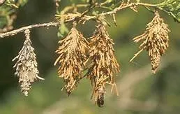 Trusted lawn mowing service in Elkton, MD - Andersen Home Services