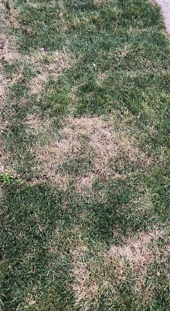 Professional landscape design for beautiful yards in Canby, OR by Anderson Family Farms