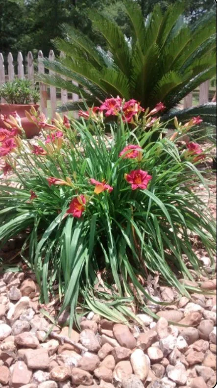 Custom yard maintenance with custom design across Nacogdoches, TX - Anderson Irrigation and Landscaping