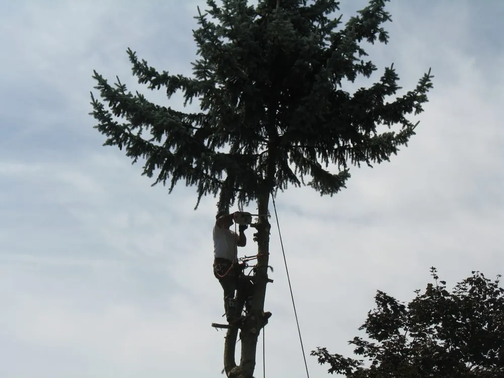 Professional yard cleanup service in Milwaukie, OR by Anderson Landscape & Tree Service