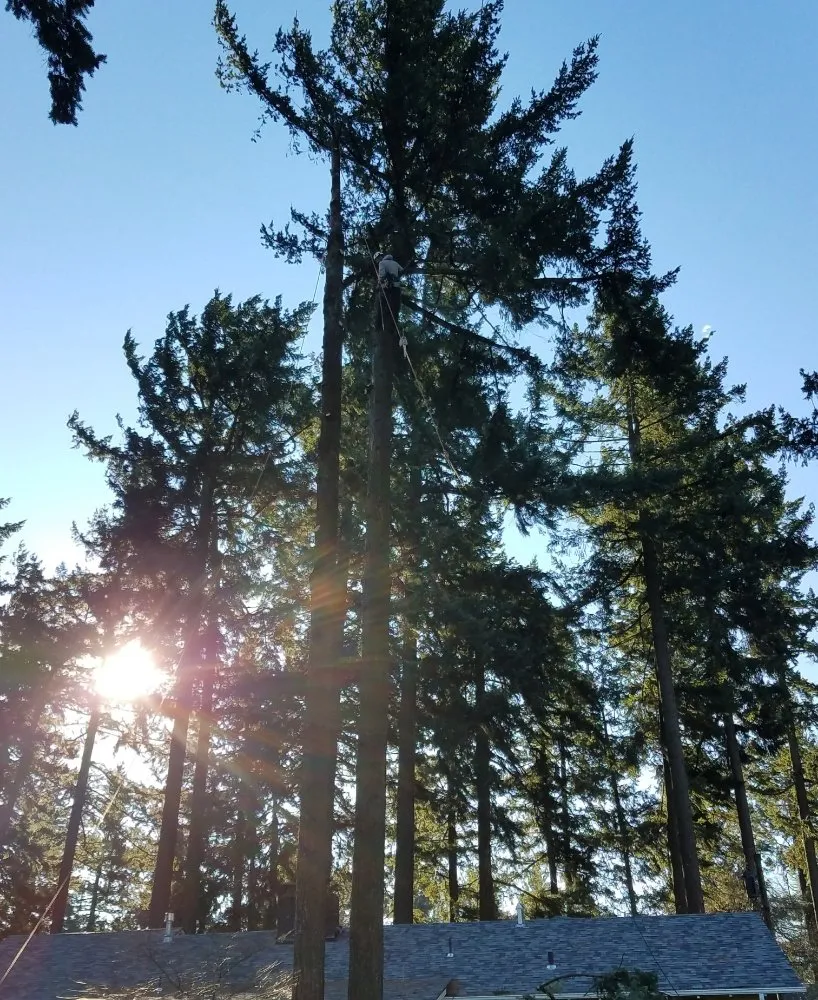 Affordable landscape design experts serving Milwaukie, OR - Anderson Landscape & Tree Service