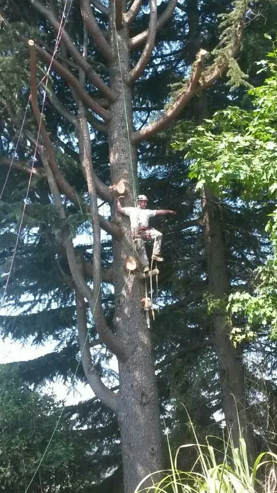 Custom lawn mowing service in Milwaukie, OR by Anderson Landscape & Tree Service