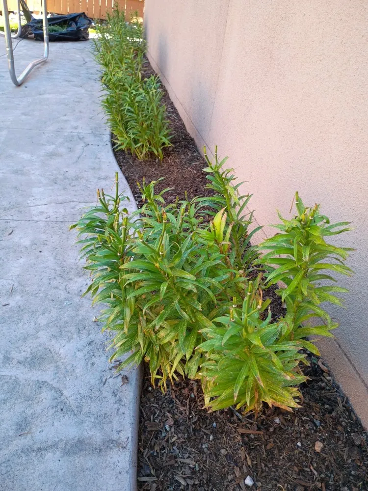 Local yard maintenance for homes in Santa Fe, NM by Anderson Landscape