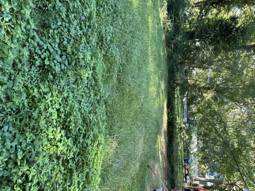 Expert lawn mowing service experts serving Forest Park, GA - Anderson Lawn Care