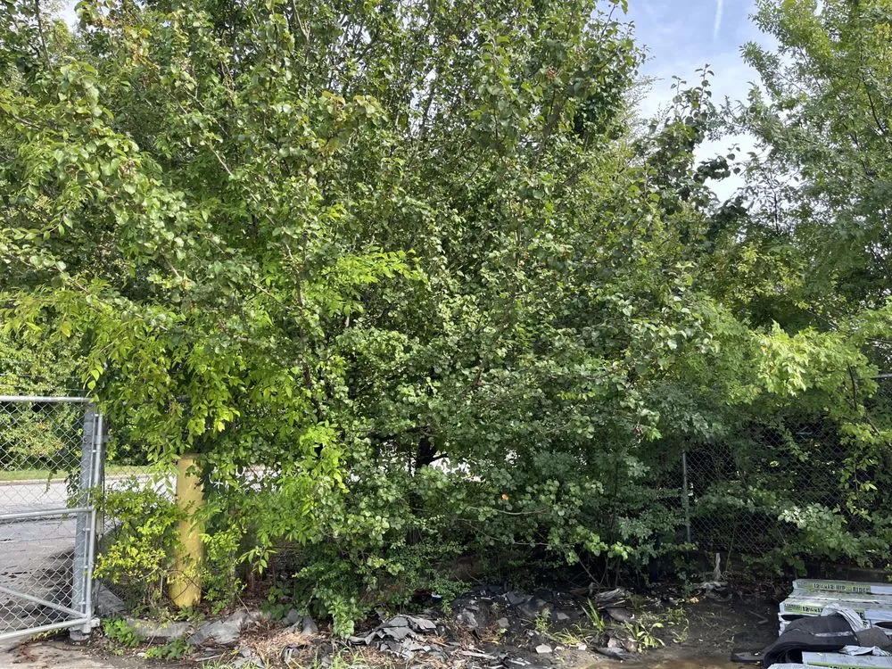 Top-rated yard cleanup service for beautiful yards in Forest Park, GA by Anderson Lawn Care