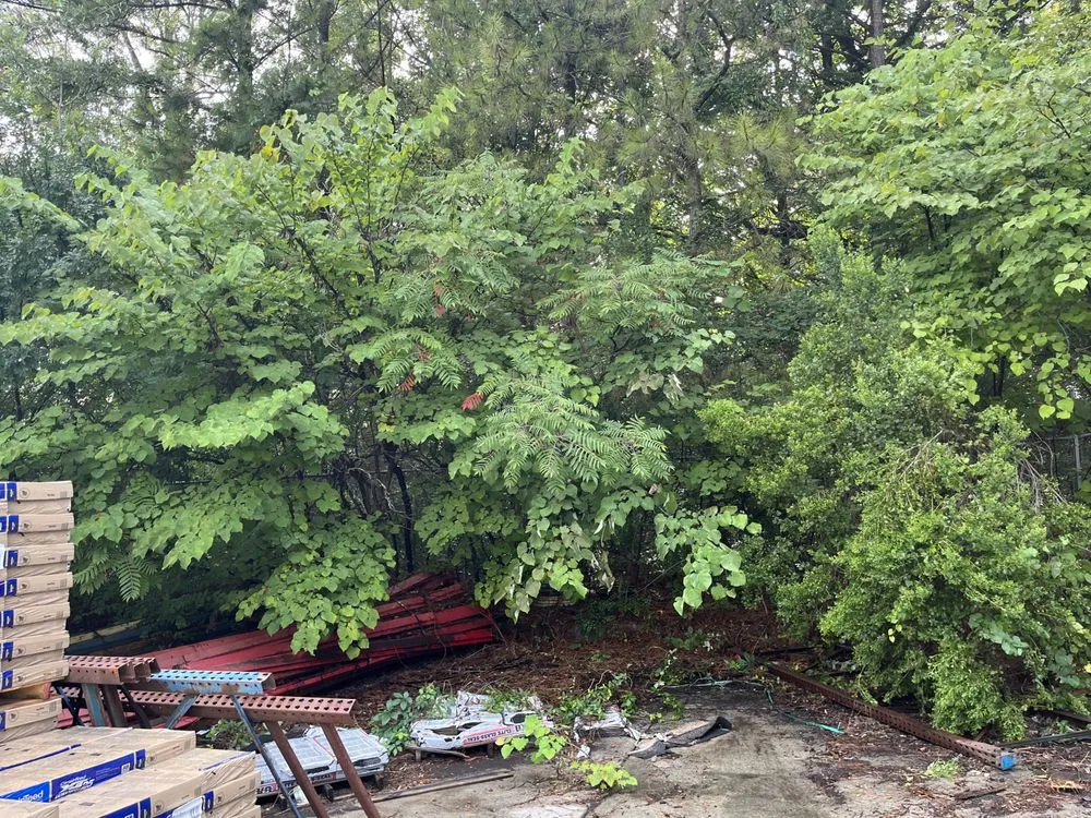 Local yard maintenance in Forest Park, GA by Anderson Lawn Care