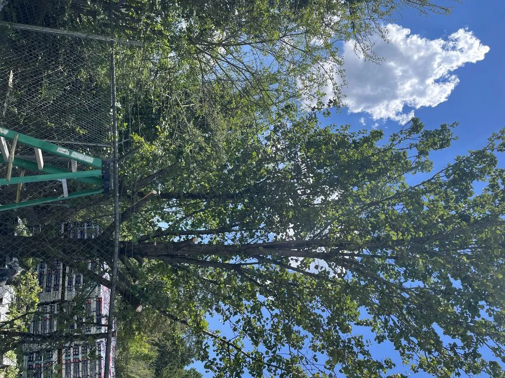 Reliable landscaping services experts serving Forest Park, GA - Anderson Lawn Care