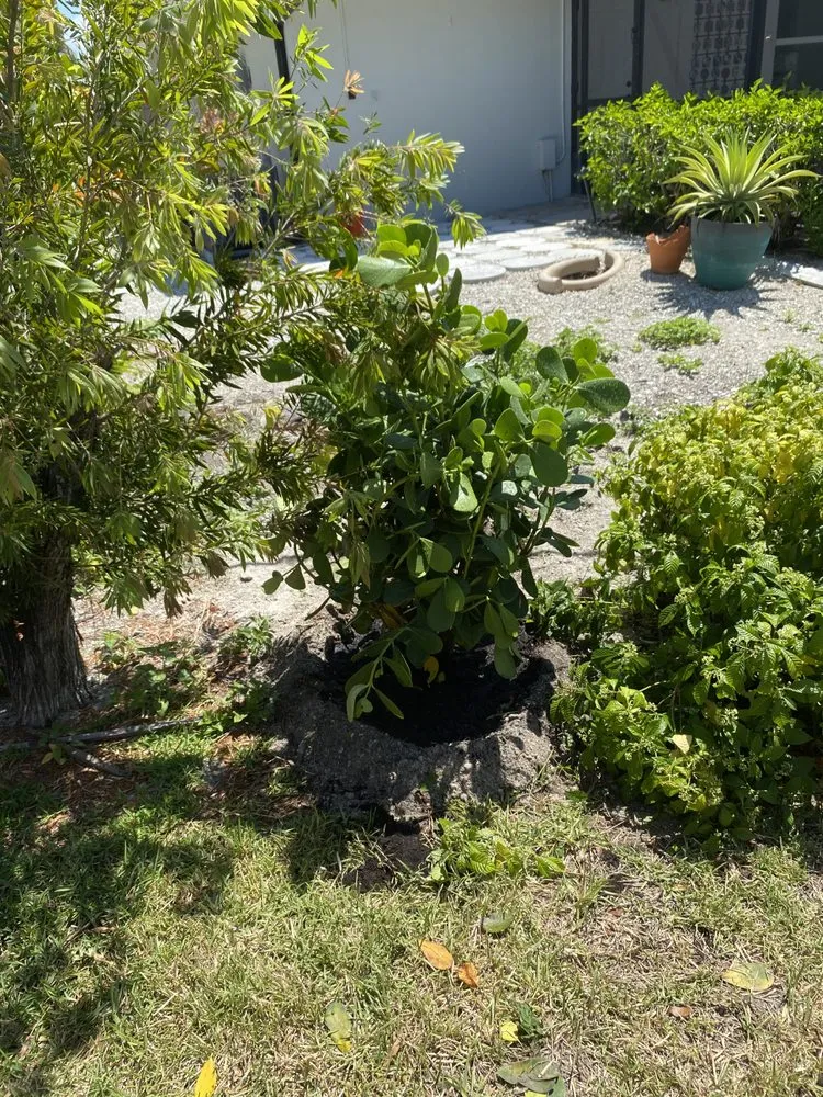 Local yard maintenance for residential properties across Fort Myers, FL - Anderson Strong Lawn And Landscaping