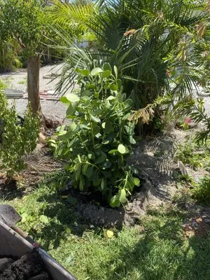 Anderson Strong Lawn And Landscaping Logo