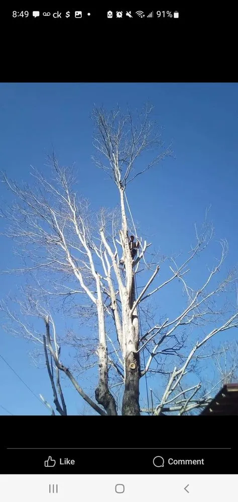 Reliable landscaping services experts serving Bristol, TN - Anderson Tree & Landscaping Service