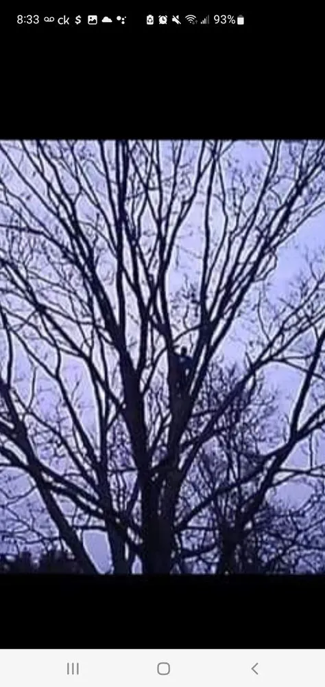 Custom yard cleanup service in Bristol, TN by Anderson Tree & Landscaping Service