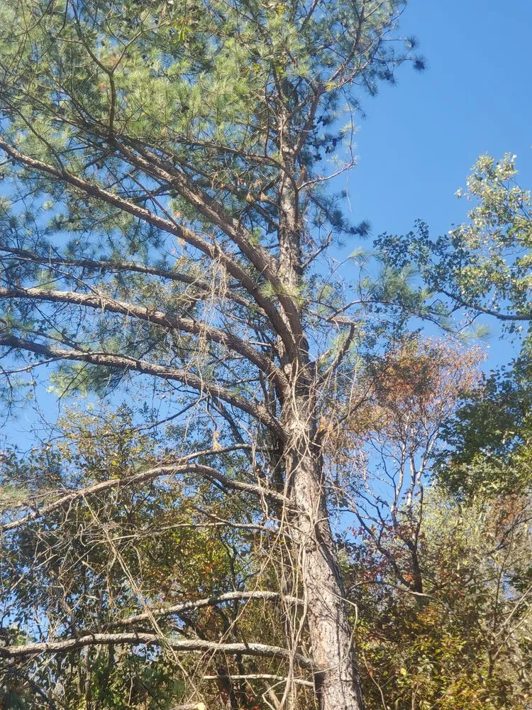 Local garden landscaping for outdoor upgrades across Bristol, TN - Anderson Tree & Landscaping Service