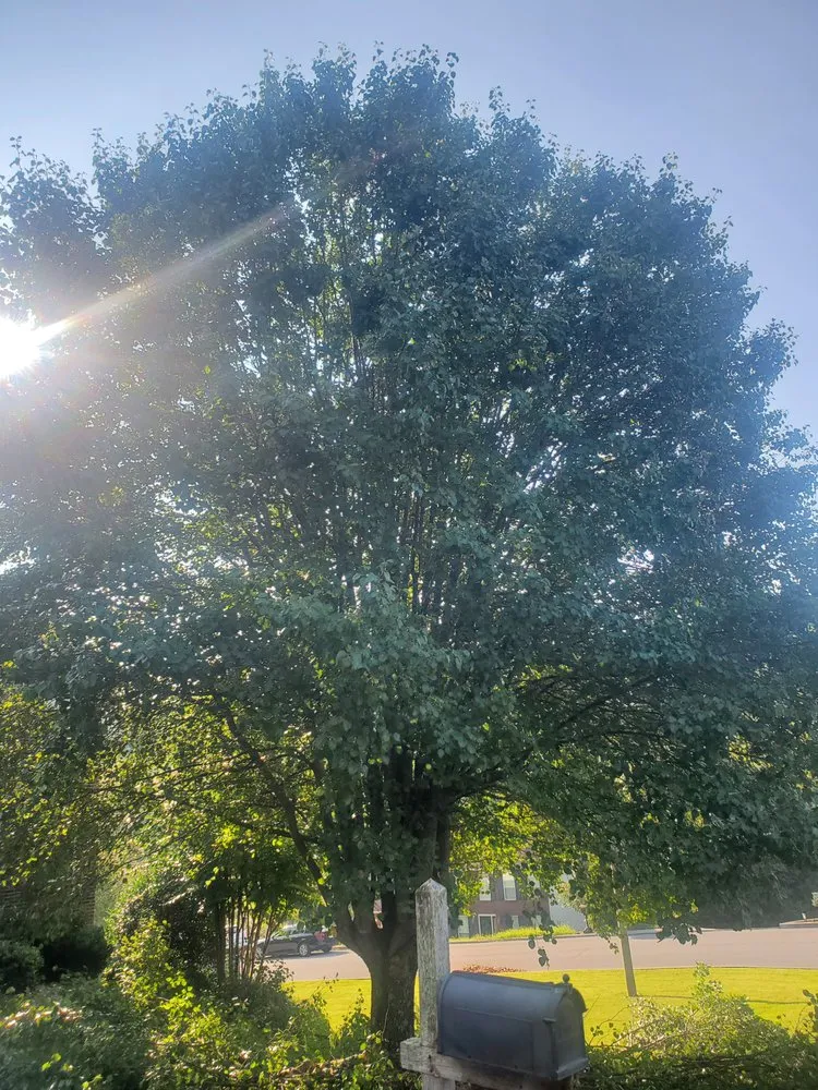 Top-rated landscape design for year-round maintenance in Bristol, TN by Anderson Tree & Landscaping Service