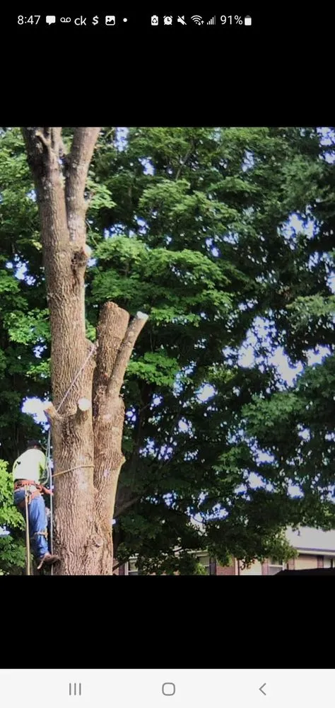 Top-rated yard cleanup service in Bristol, TN - Anderson Tree & Landscaping Service