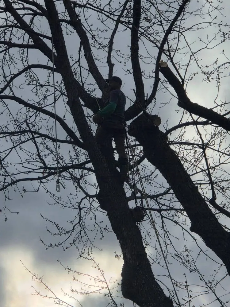 Professional residential landscaping in Blue Springs, MO by Anderson Tree And Outdoor