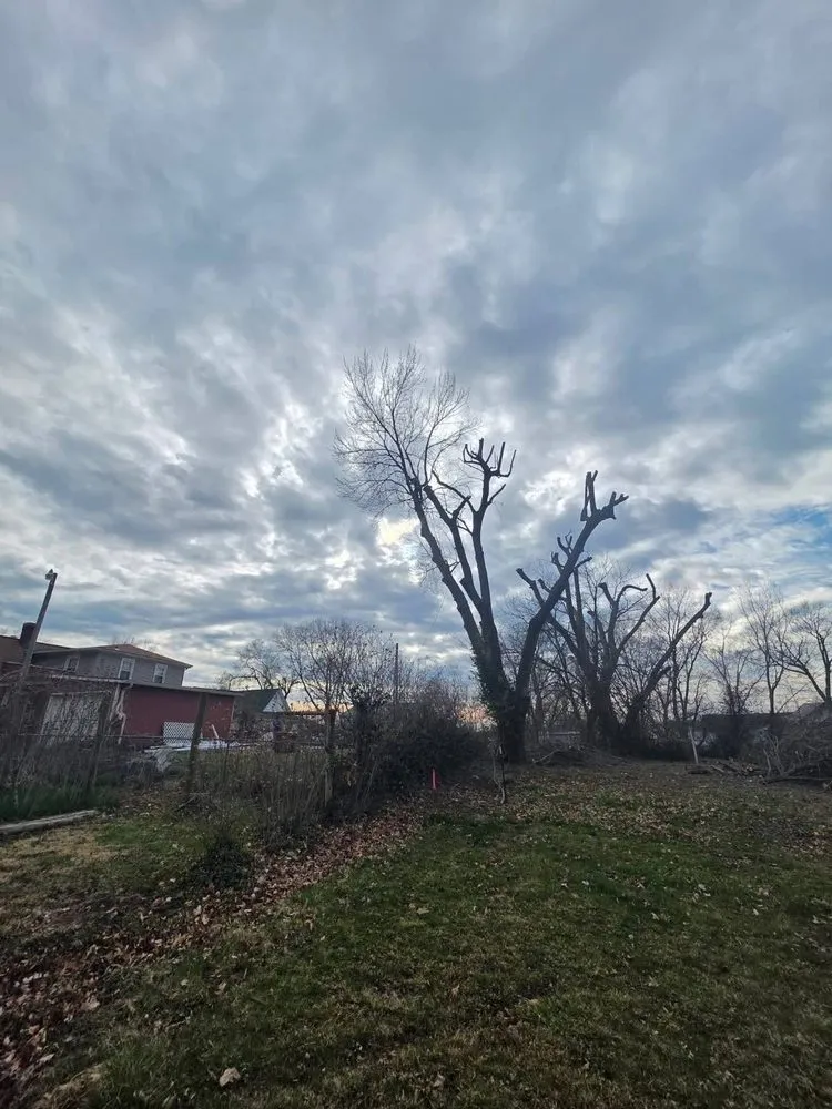 Trusted yard cleanup service in Blue Springs, MO - Anderson Tree And Outdoor