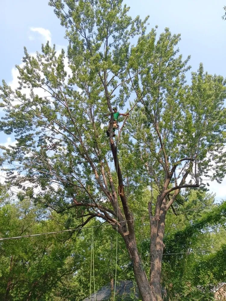 Affordable yard cleanup service for year-round maintenance in Blue Springs, MO by Anderson Tree And Outdoor