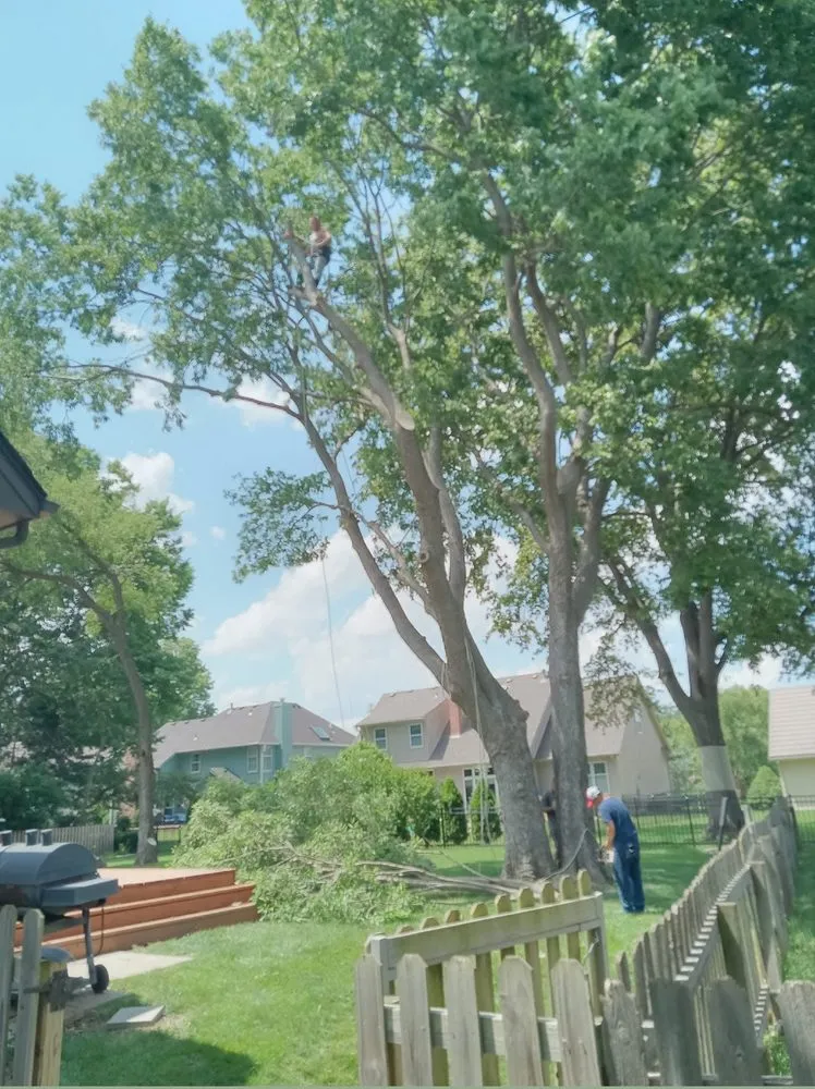 Expert landscape design experts serving Blue Springs, MO - Anderson Tree And Outdoor