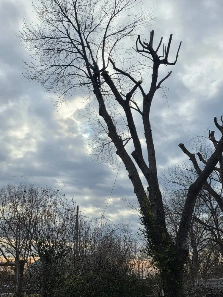 Reliable yard maintenance experts serving Blue Springs, MO - Anderson Tree And Outdoor