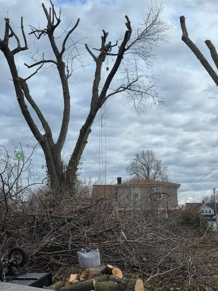 Professional residential landscaping for outdoor upgrades across Blue Springs, MO - Anderson Tree And Outdoor