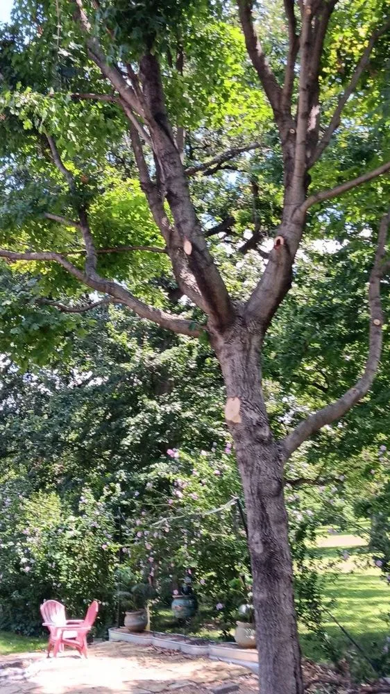 Custom outdoor landscaping in Blue Springs, MO - Anderson Tree And Outdoor