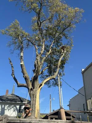 Anderson Tree And Outdoor