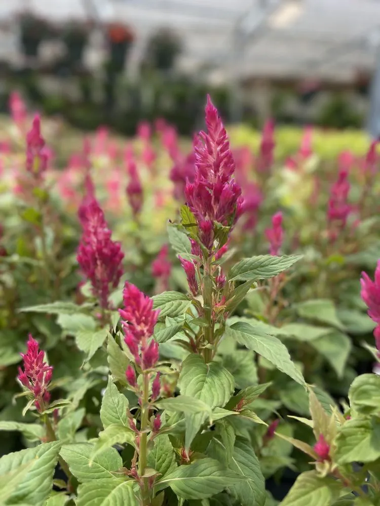 Top-rated garden landscaping for outdoor upgrades across Virginia Beach, VA - Anderson's - Virginia Beach