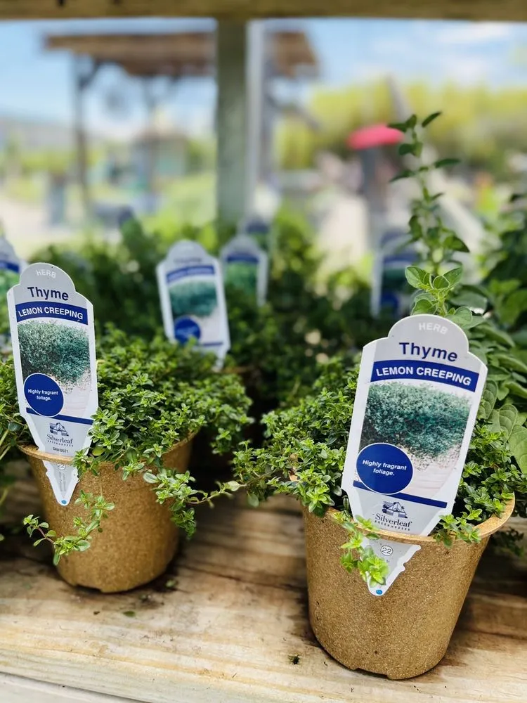 Custom lawn mowing service with custom design across Virginia Beach, VA - Anderson's - Virginia Beach