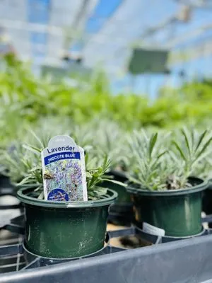 Anderson's - Virginia Beach Logo