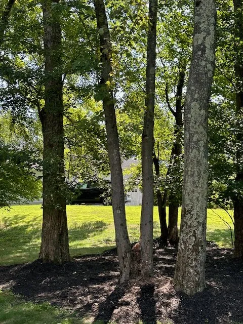 Reliable lawn mowing service in Randolph, NJ by Andersons Landscaping & Handyman Services