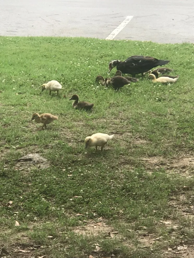 Professional lawn care service for homes in Little Rock, AR by Anderson’s landscaping