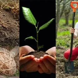 Local garden landscaping for outdoor upgrades in Plano, TX by Anderson's Tree Service