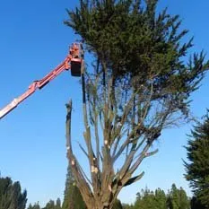 Affordable outdoor landscaping in Plano, TX by Anderson's Tree Service