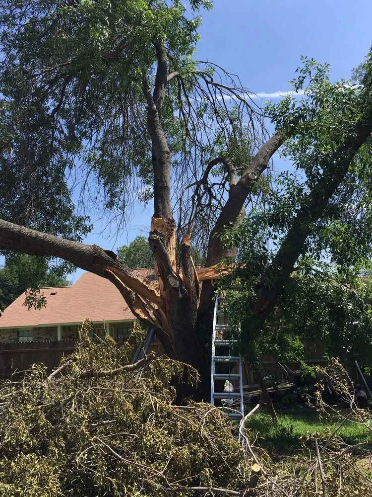 Reliable landscape installation in Fort Worth, TX by Anderton Tree Service