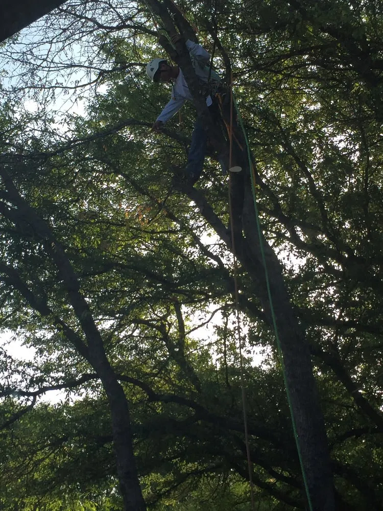 Top-rated residential landscaping in Fort Worth, TX by Anderton Tree Service