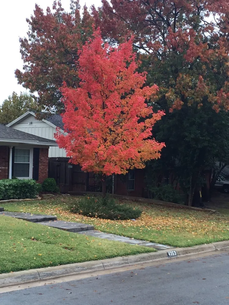 Local landscape design in Burleson, TX - Anderton Tree Services