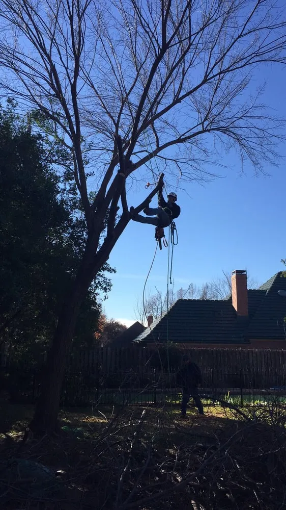 Professional yard cleanup service experts serving Burleson, TX - Anderton Tree Services