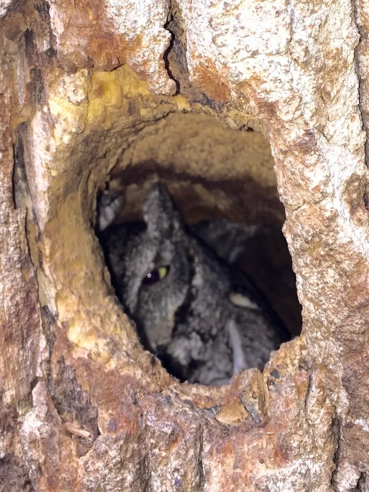 Trusted yard cleanup service experts serving Burleson, TX - Anderton Tree Services