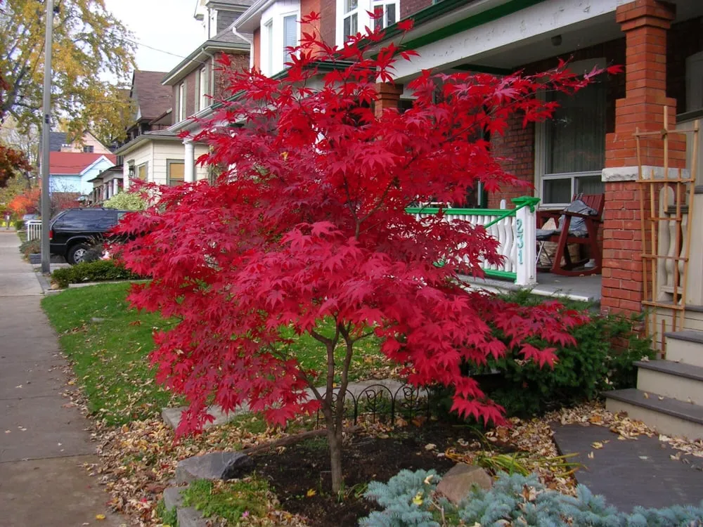 Top-rated outdoor landscaping experts serving Burleson, TX - Anderton Tree Services